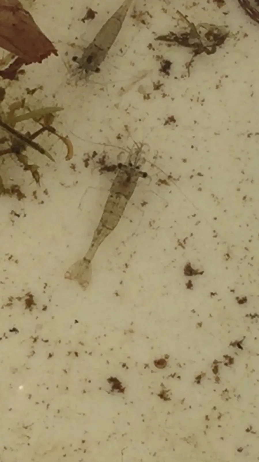 Ghost / Glass Shrimp (Palaemon paludosus)