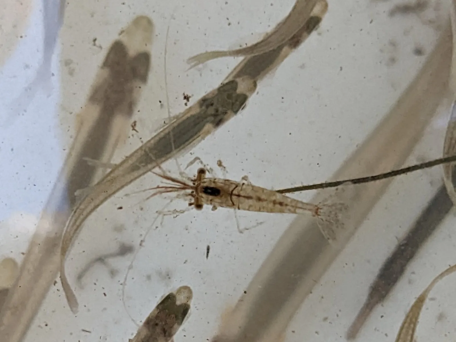Ghost / Glass Shrimp (Palaemon paludosus)