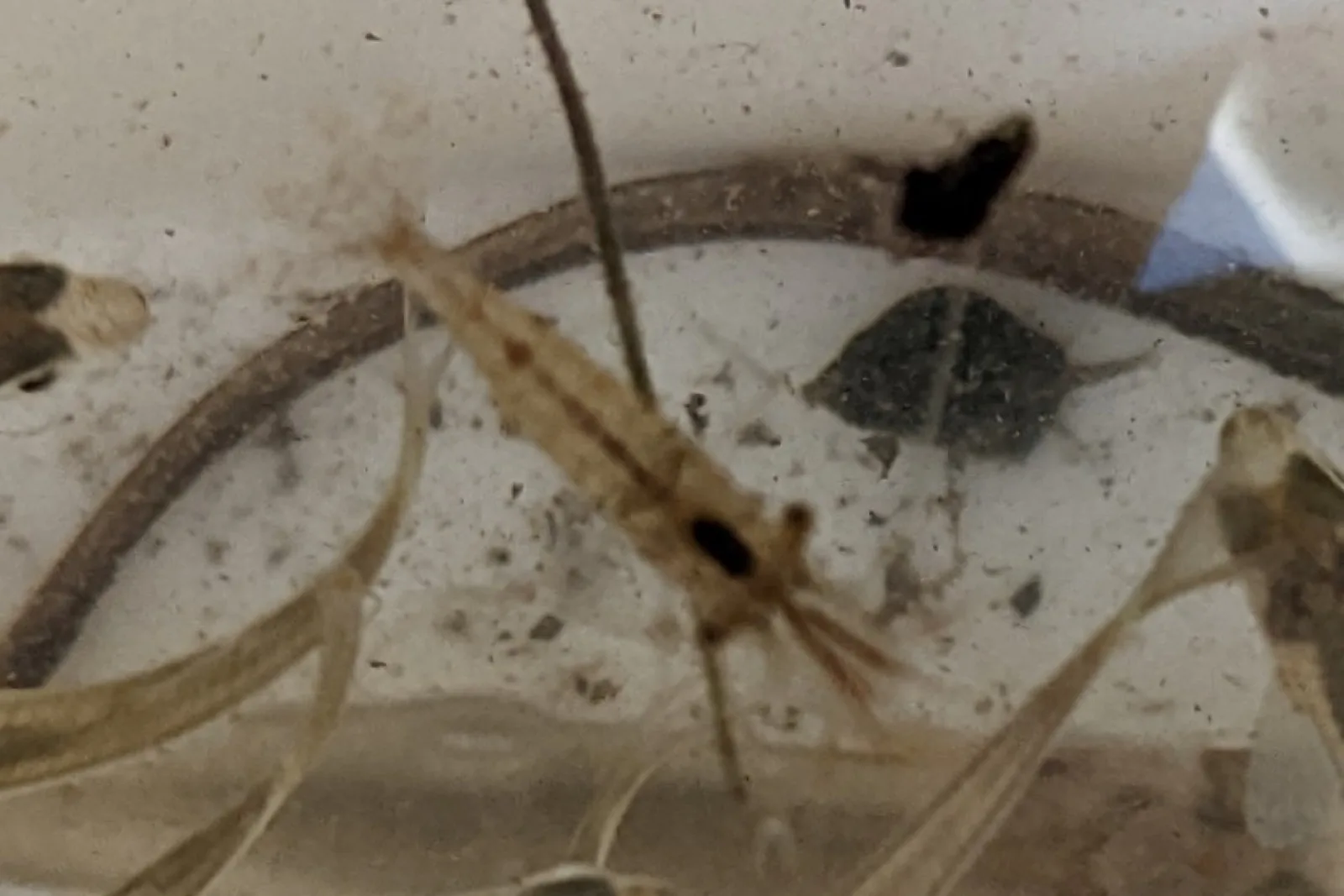 Ghost / Glass Shrimp (Palaemon paludosus)