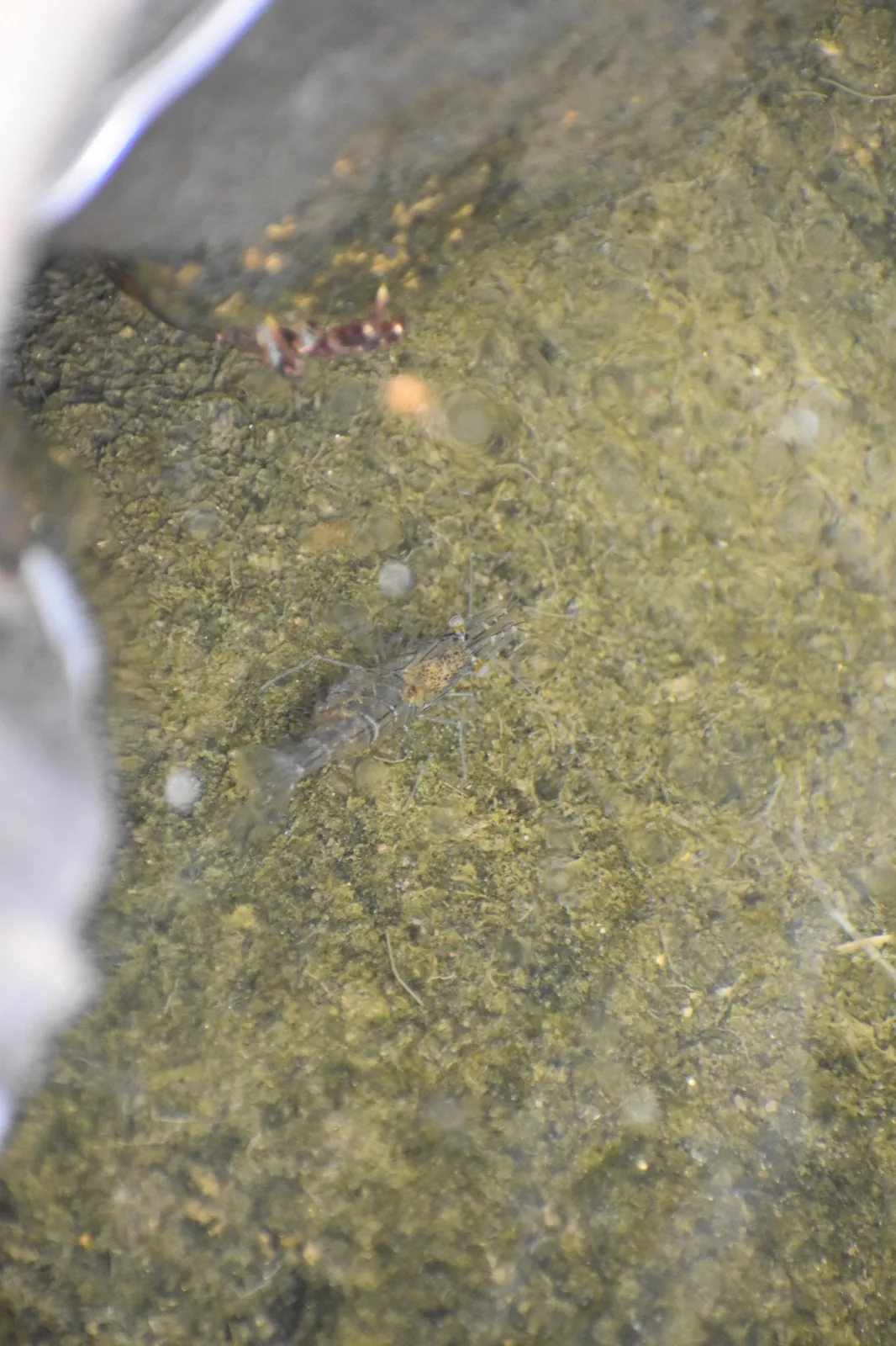 Ghost / Glass Shrimp (Palaemon paludosus)