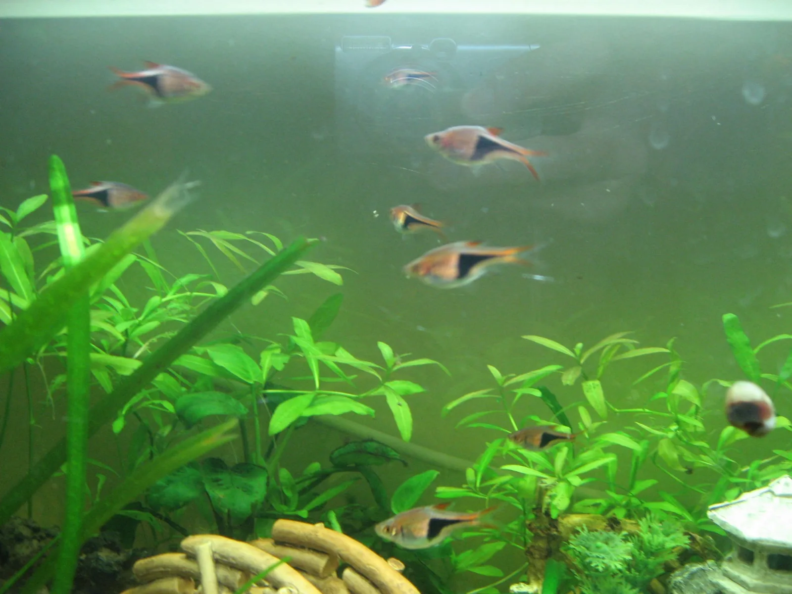 Harlequin Rasbora (Trigonostigma heteromorpha)