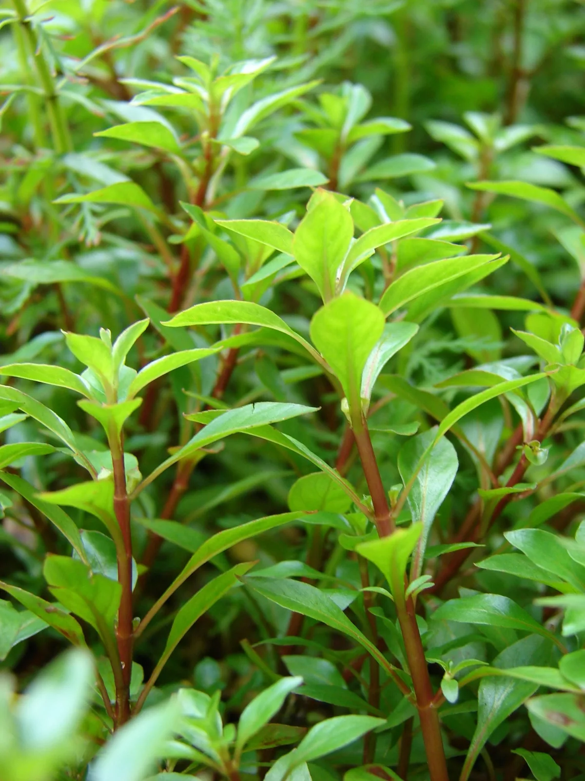 Ludwigia 'Super Red' (Ludwigia palustris 'Super Red')