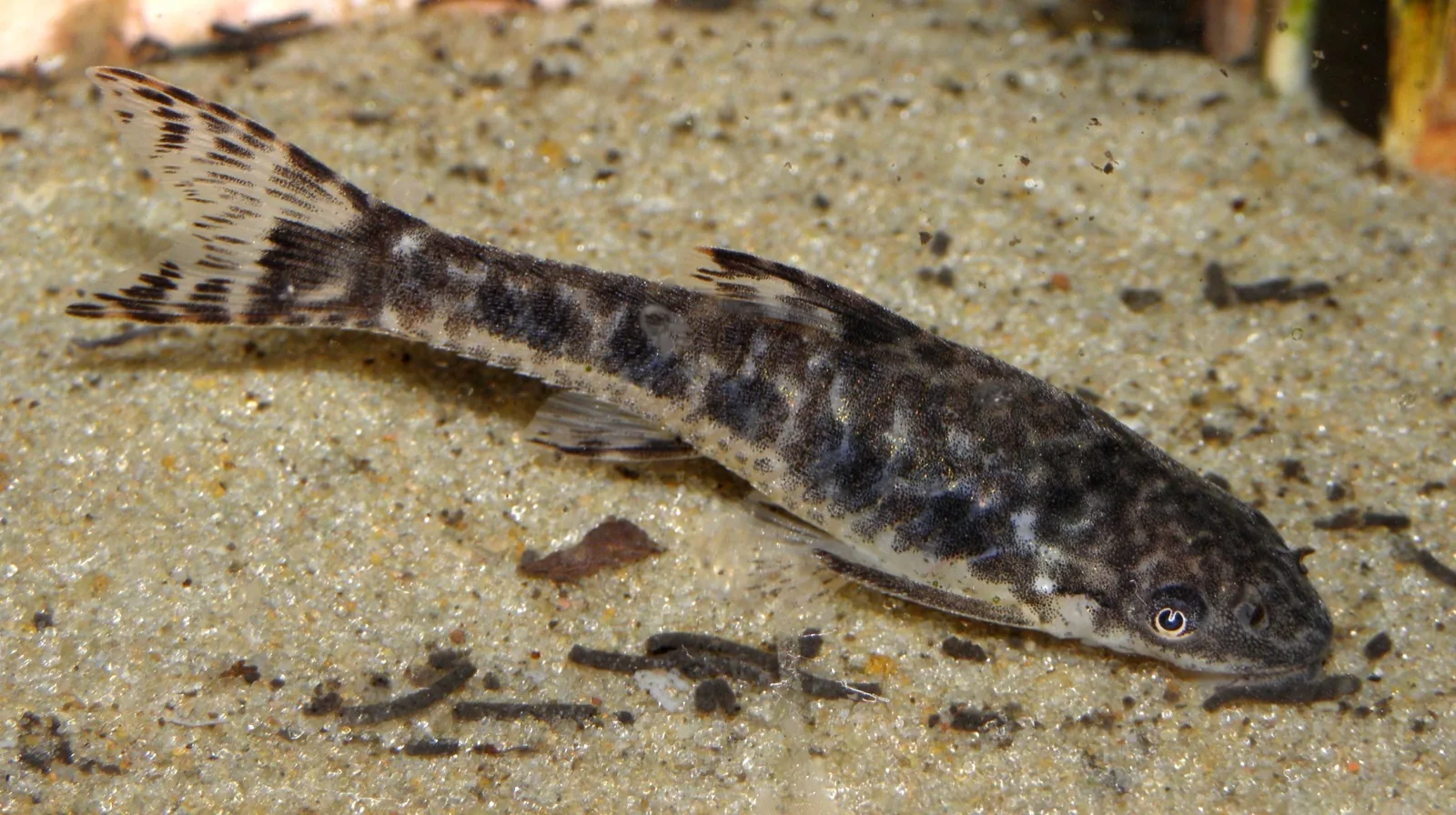 Otocinclus (Common) (Otocinclus vittatus)