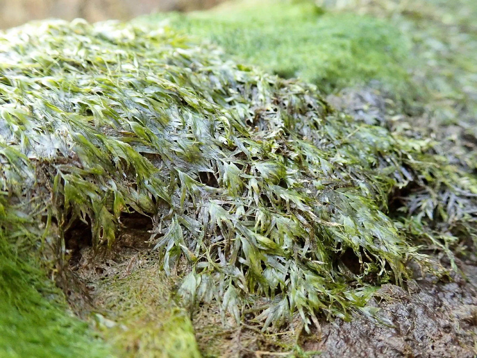 Phoenix Moss / Fissidens (Fissidens fontanus)