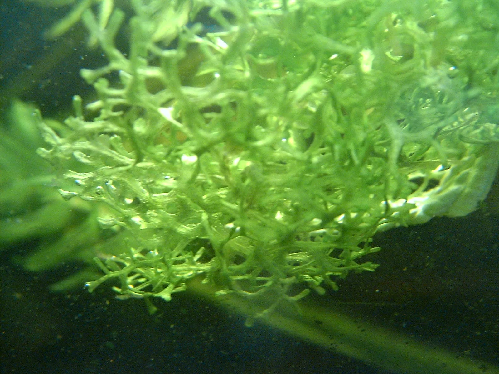 Riccia / Crystalwort (Riccia fluitans)