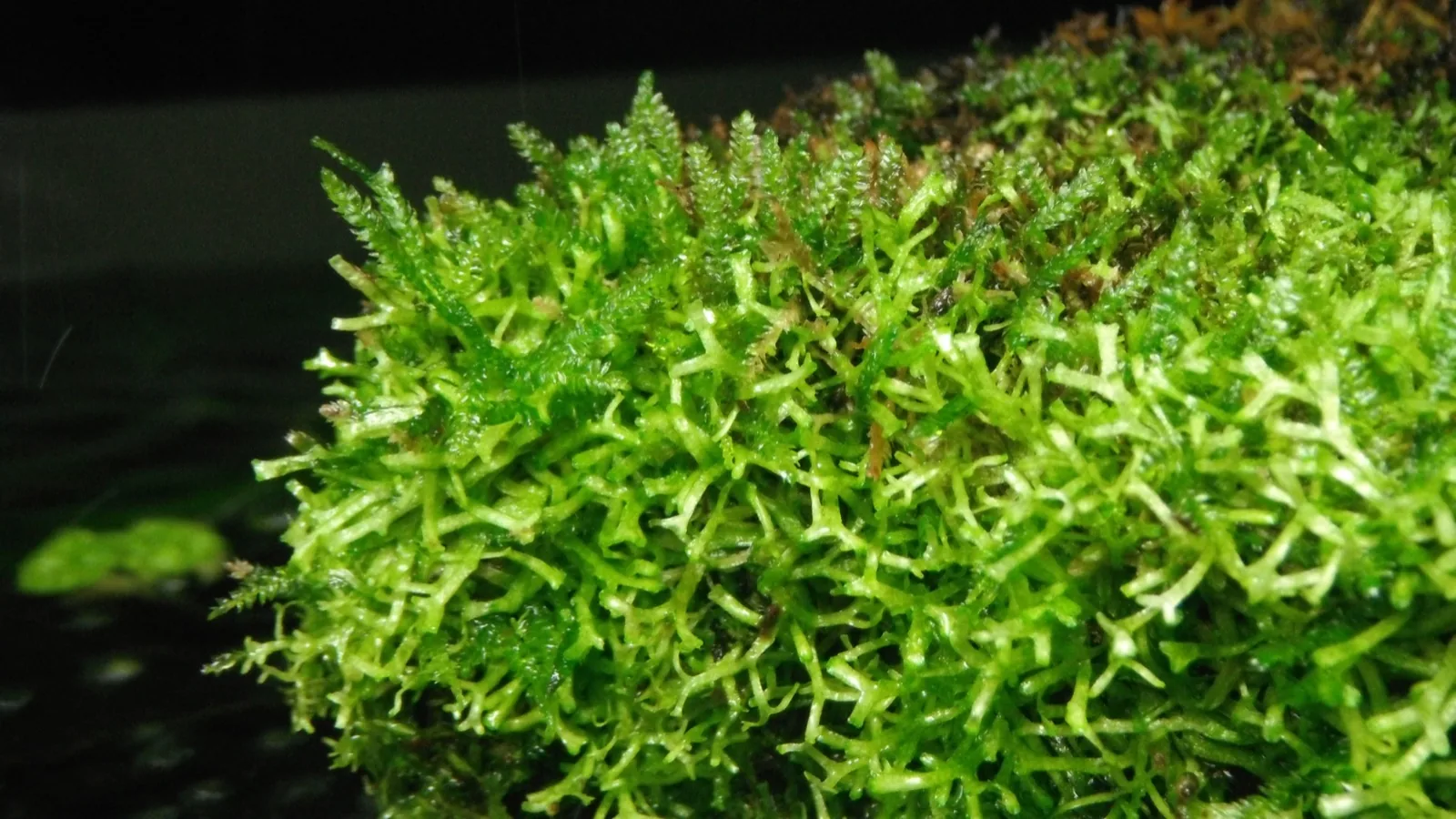 Riccia / Crystalwort (Riccia fluitans)
