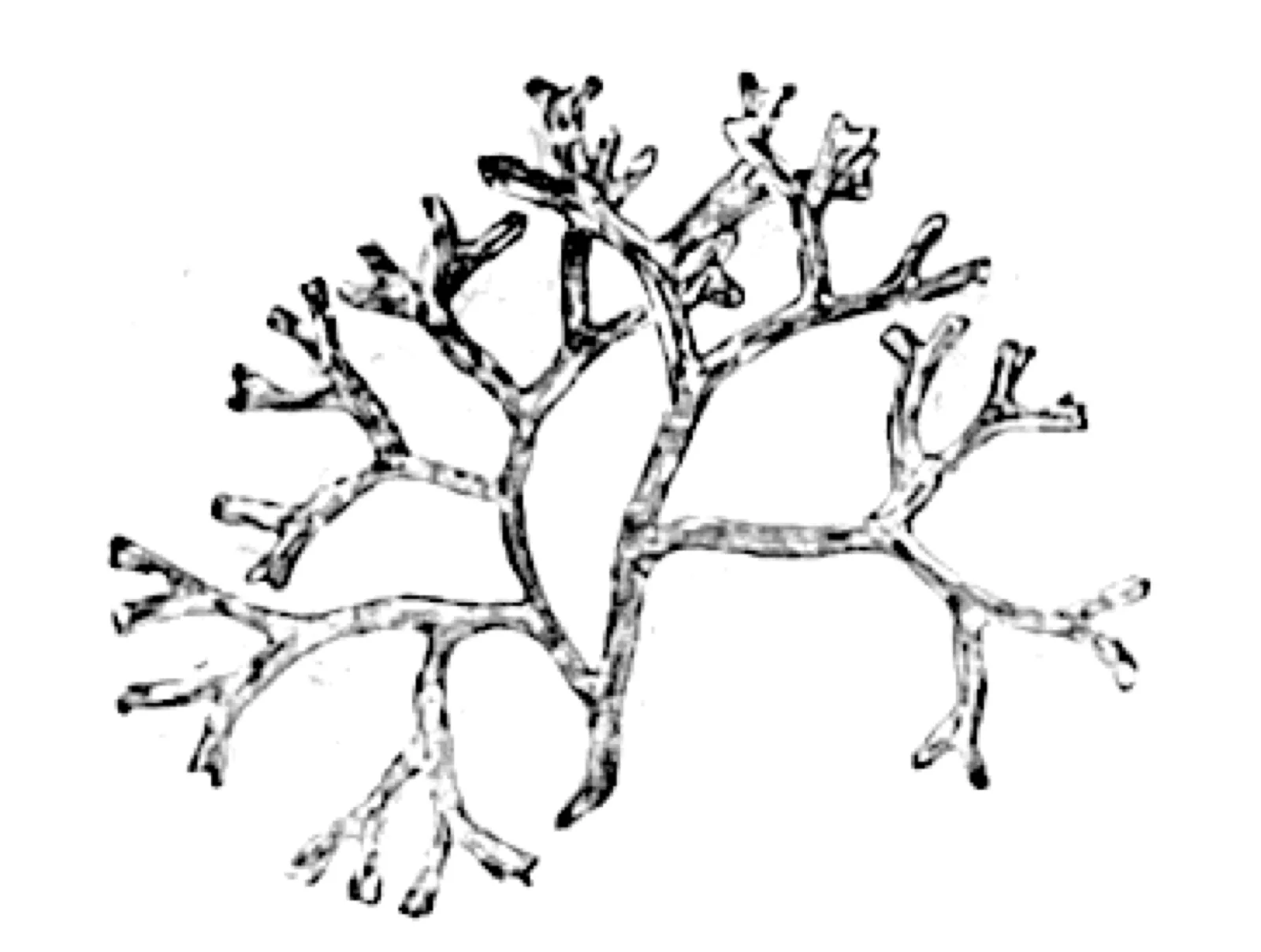 Riccia / Crystalwort (Riccia fluitans)