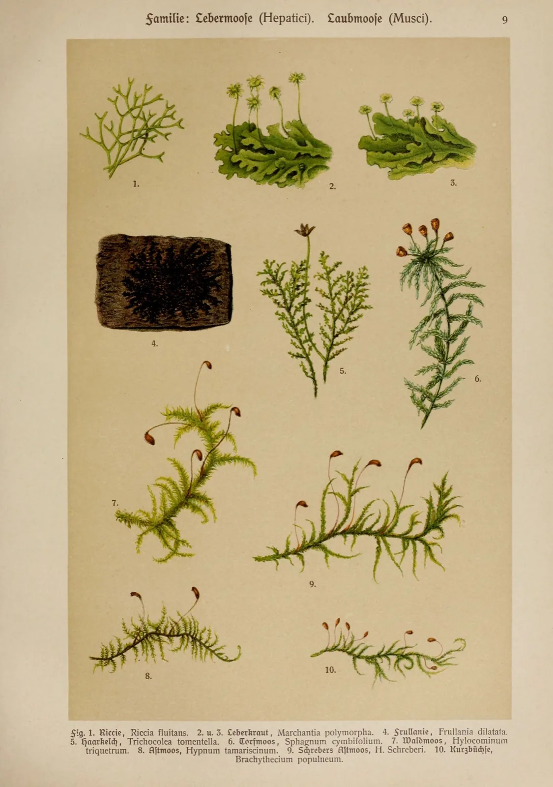 Riccia / Crystalwort (Riccia fluitans)