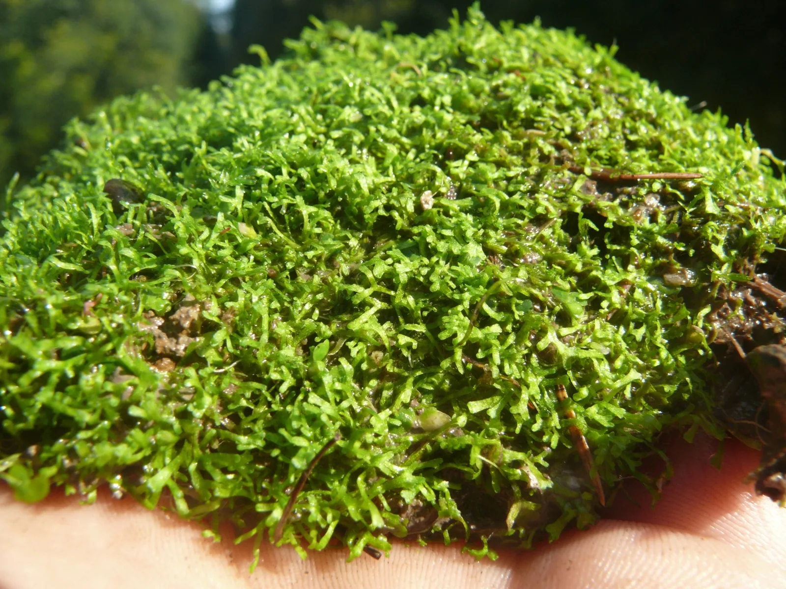 Riccia / Crystalwort (Riccia fluitans)