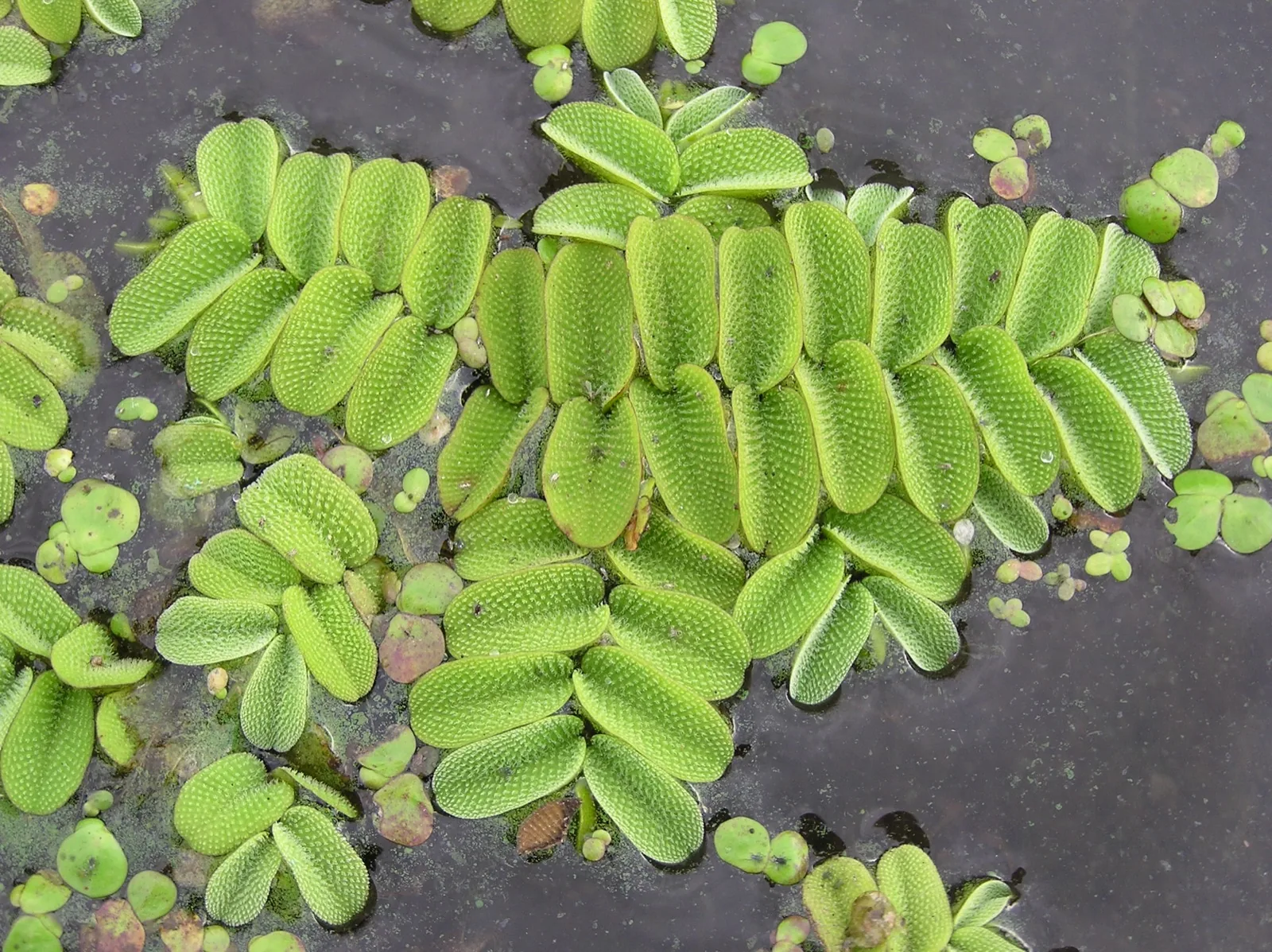 Floating Watermoss (Salvinia) (Salvinia natans)