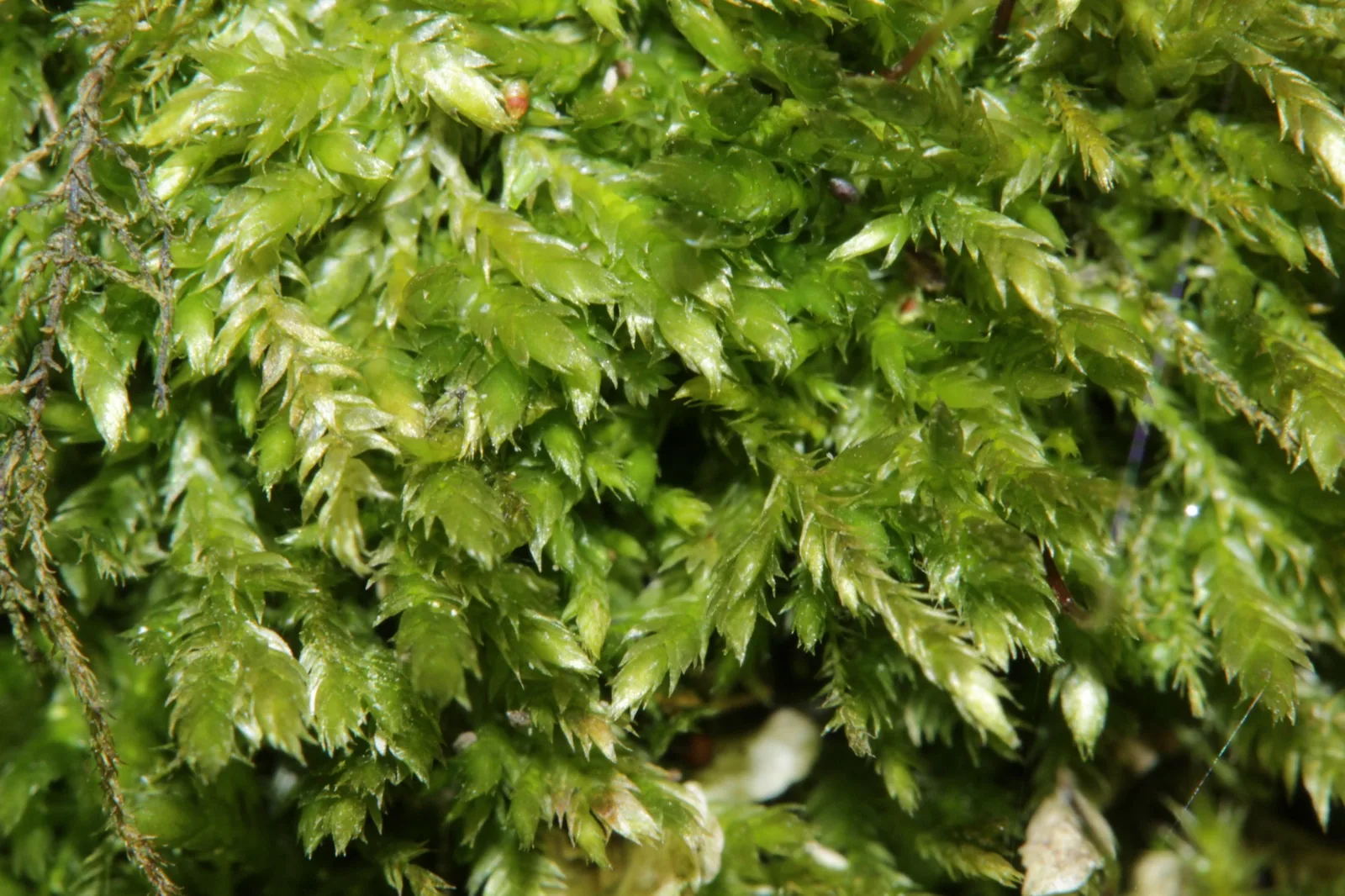 Spiky Moss (Taxiphyllum sp. 'Spiky')