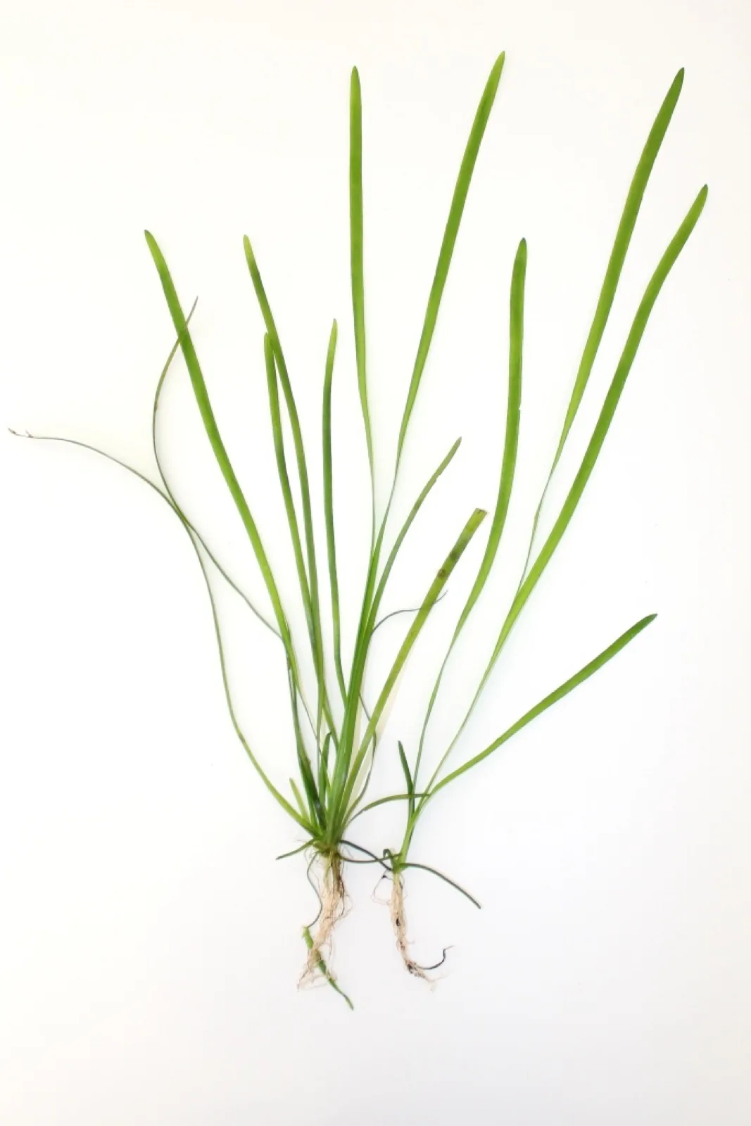 Vallisneria Spiralis (Vallisneria spiralis)