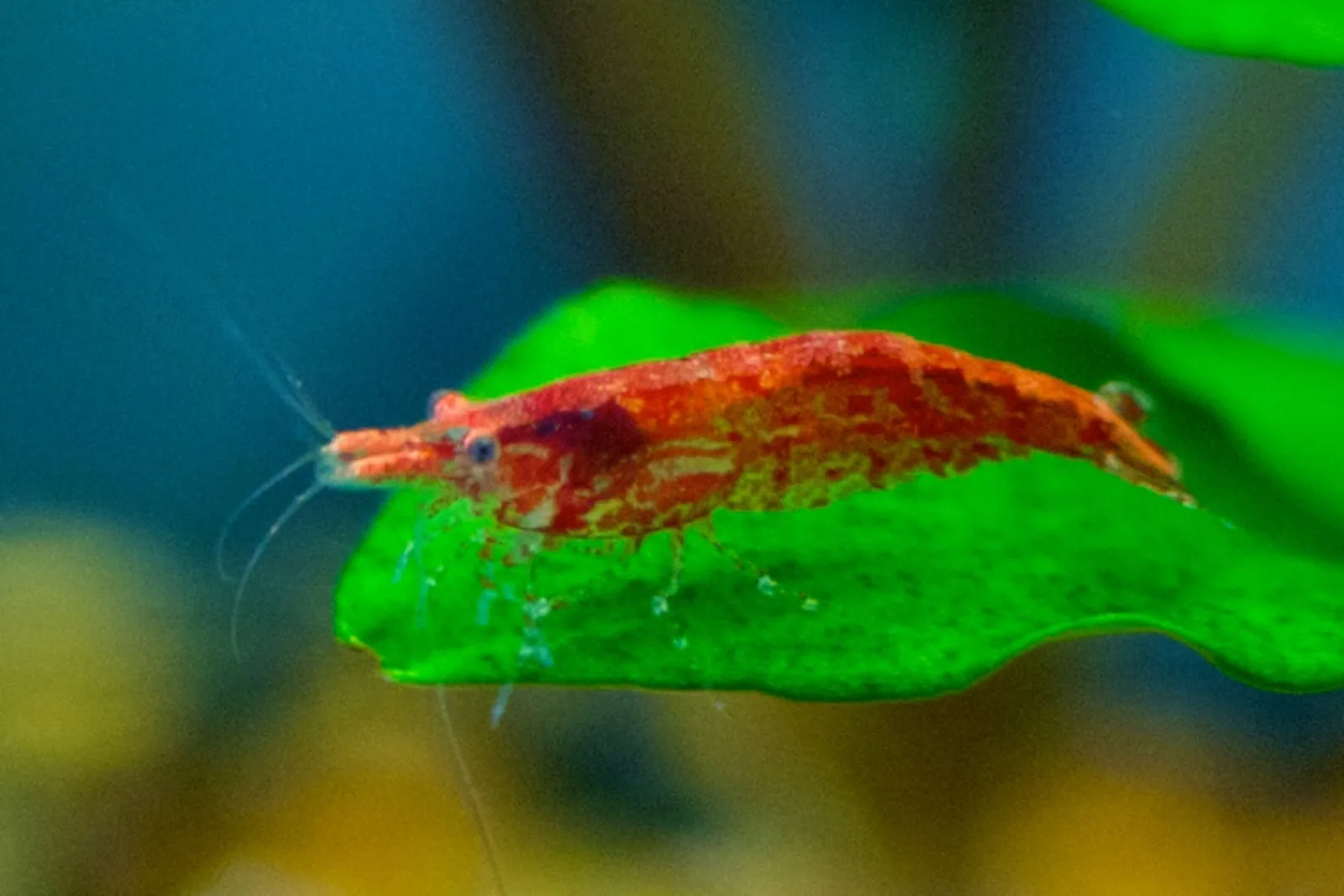 Yellow Neocaridina (Neocaridina davidi 'Yellow')