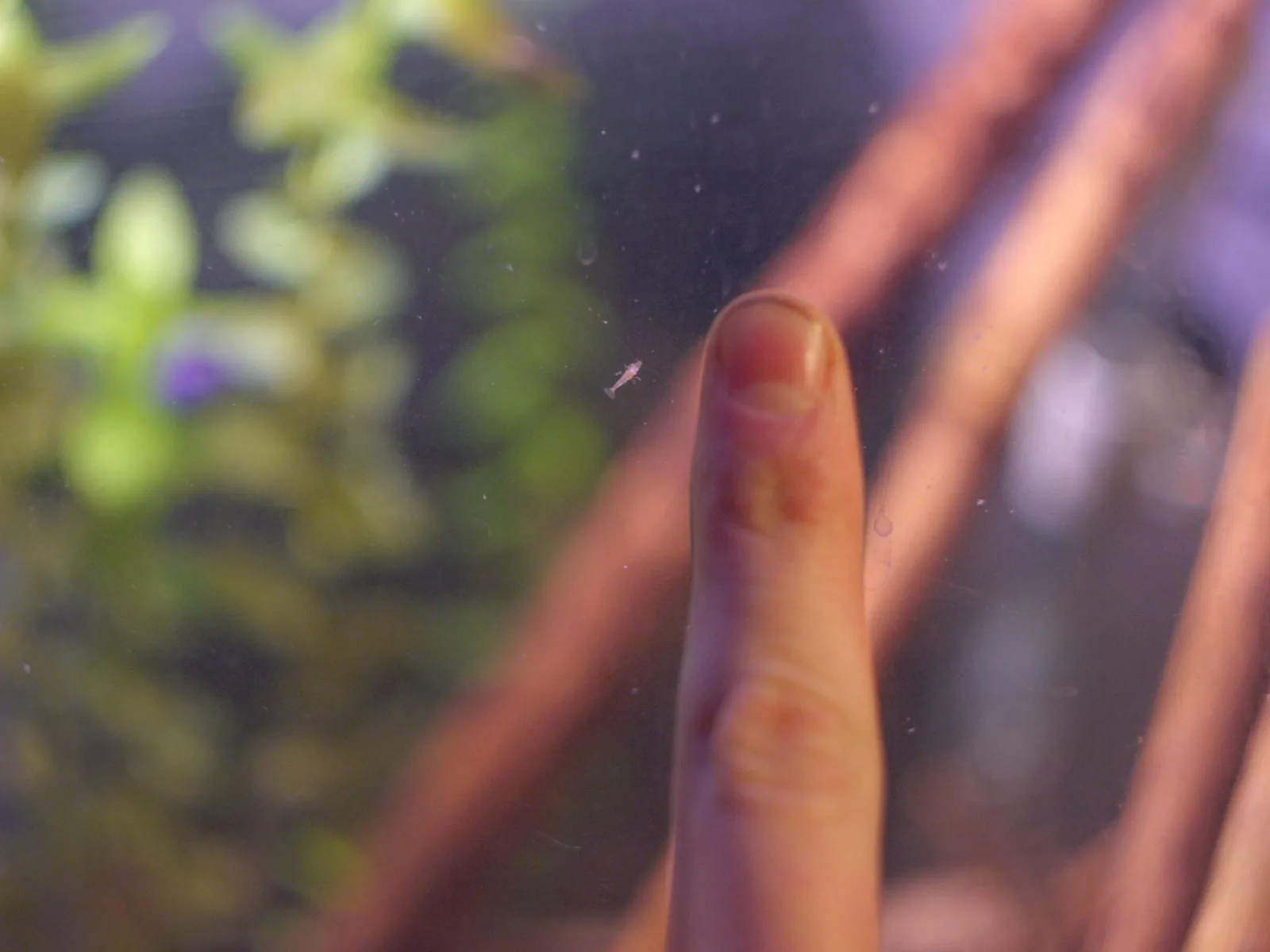 Yellow Neocaridina (Neocaridina davidi 'Yellow')